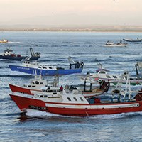 Visita guiada al port de pesca i a la subhasta de peix