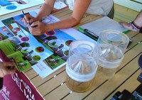 Dimecres 14 d’agost, estand informatiu del mosquit tigre al mercat de Roses