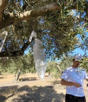 Roses aprofundirà el coneixement de la seva vinya i olivera gràcies a un estudi de la Càtedra del Vi i de l’Oli de l’Empordà-UdG