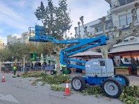 Roses inicia els treballs de poda d’arbrat adaptats a les característiques i cura de cada espècie